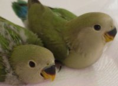 Pui de Agapornis