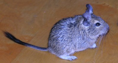 Veverite Degu