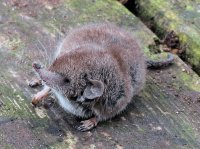 Crocidura russula