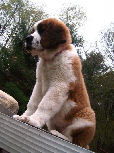 Saint Bernard