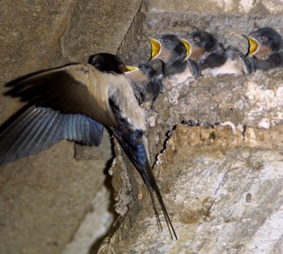 Hirundo rustica