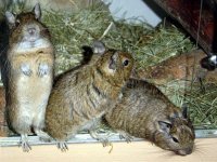 Veverite Degu