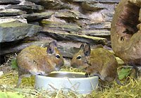 Veverite Degu