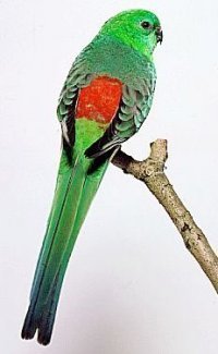 Papagal cantator