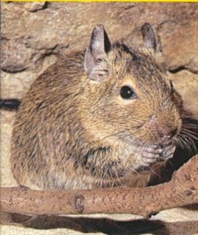 Veverite Degu