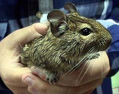 Veverite Degu