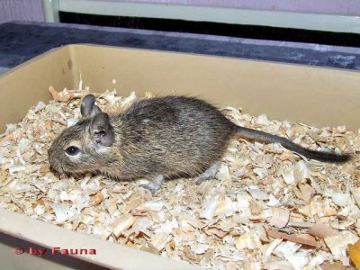 Veverite Degu