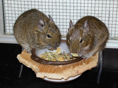 Veverite Degu