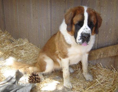 Saint Bernard