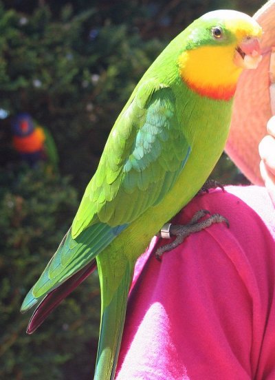Pereche de papagali Barraband