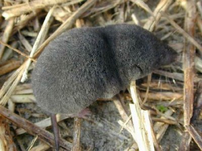 Crocidura russula