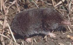 Crocidura russula