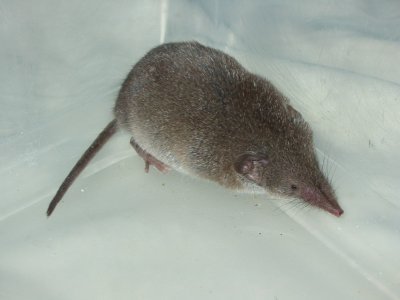 Crocidura russula