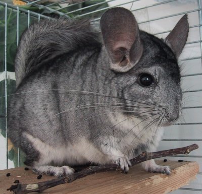 Cusca pentru chinchilla