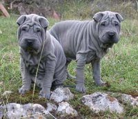 Pui de Shar Pei