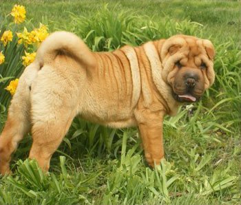 Pui de Shar Pei