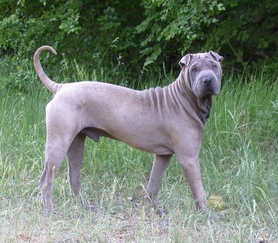 Pui de Shar Pei