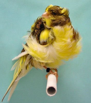 Canari salbatici