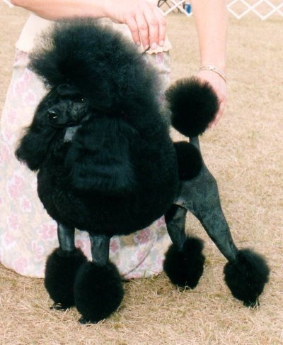 Poodle Standard