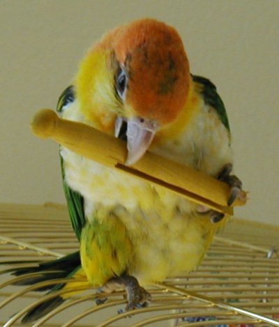 Papagal Agapornis