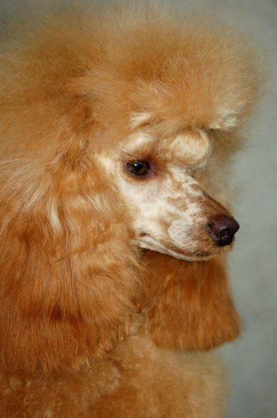 Poodle Standard