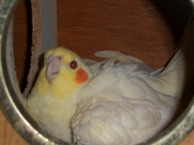 Papagal Agapornis