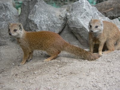 Cynictis penicillata - mangusta galbena