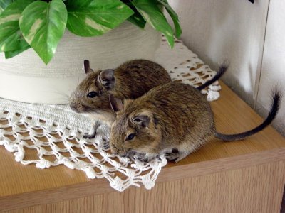 Veverite Degu