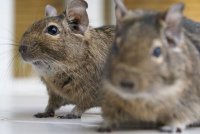 Veverite Degu