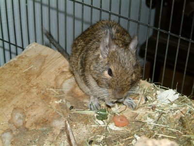 Veverita Degu