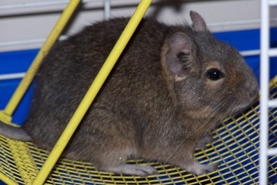 Veverita Degu