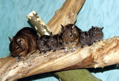 Pui de veverita Degu