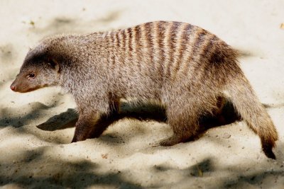 Cynictis penicillata - mangusta galbena