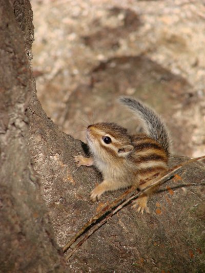 Tamias sibiricus