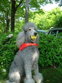 Poodle Standard