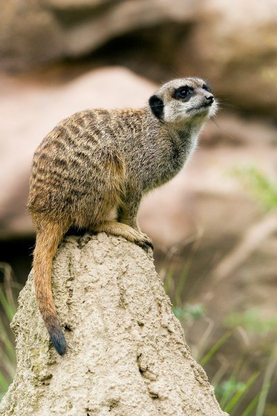 Cynictis penicillata - mangusta galbena