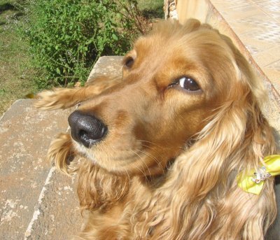 English Cocker Spaniel