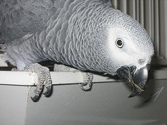 Papagal gri african