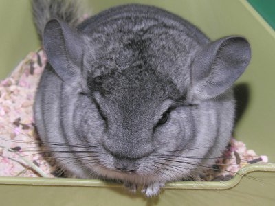 Chinchilla