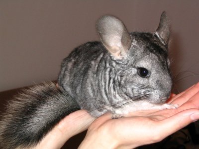 Chinchilla