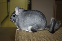 Chinchilla