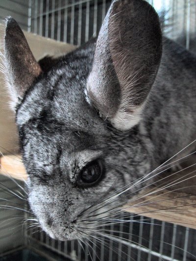 Chinchilla