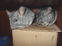 Chinchilla