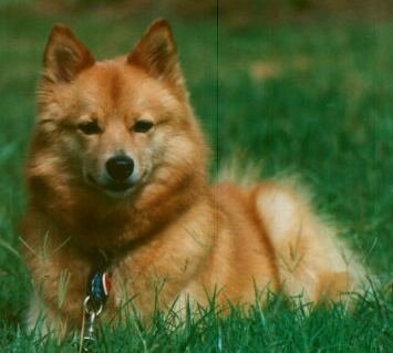 Finnish Spitz