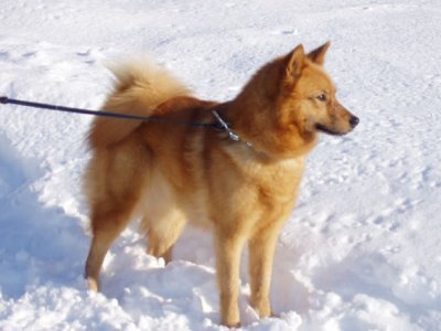 Finnish Spitz