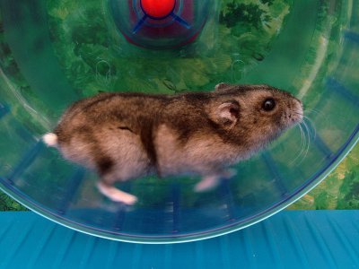 Hamster pitic rusesc