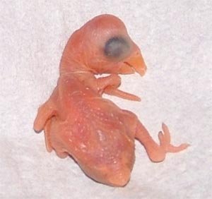 Pui de Micul Alexander