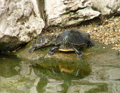 Trachemys scripta elegans