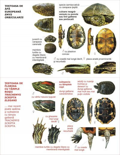 Emys orbicularis - fila de inventariere