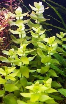 Bacopa caroliniana